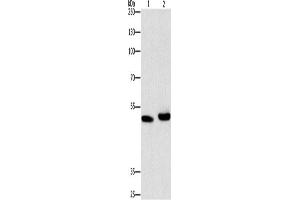Western Blotting (WB) image for anti-Autophagy related 4A Cysteine Peptidase (ATG4A) antibody (ABIN2432529) (ATG4A Antikörper)