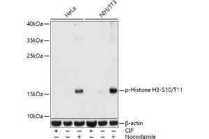 Western blot analysis of extracts of various cell lines, using Phospho-Histone H3-S10/T11 antibody (ABIN7267688) at 1:1000 dilution. (Histone 3 Antikörper  (H3S10p, H3T11p))