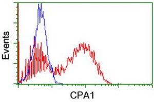 Image no. 2 for anti-Carboxypeptidase A1 (Pancreatic) (CPA1) antibody (ABIN1497592) (CPA1 Antikörper)