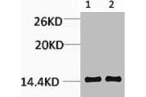 Western blot analysis of 1) Hela, 2) Rat Testis Tissue, diluted at 1:1000. (HIST1H3A/HIST2H3A/H3F3A (2meLys14) Antikörper)