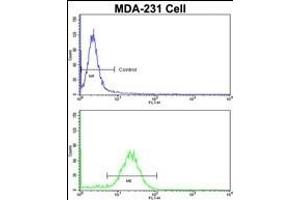 Flow cytometric analysis of MDA-231 cells using COLEC11 Antibody (N-term)(bottom histogram) compared to a negative control (top histogram). (COLEC11 Antikörper  (N-Term))