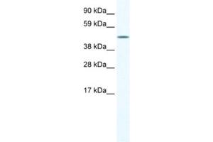 Western Blotting (WB) image for anti-A830039H10RIK antibody (ABIN2461544) (A830039H10RIK Antikörper)