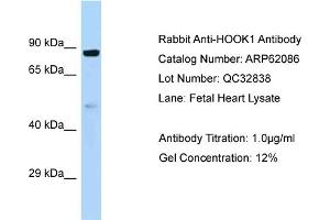 Western Blotting (WB) image for anti-Hook Homolog 1 (HOOK1) (C-Term) antibody (ABIN970886) (HOOK1 Antikörper  (C-Term))