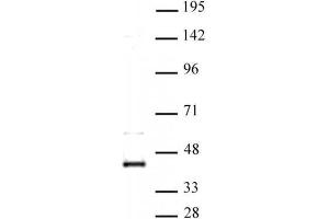 CDK9 antibody (pAb) tested by Western blot. (CDK9 Antikörper  (N-Term))