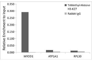 Chromatin Immunoprecipitation (ChIP) image for anti-Histone 3 (H3) (H3K27me) antibody (ABIN3023269)