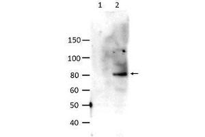 Image no. 1 for anti-Signal Transducer and Activator of Transcription 6, Interleukin-4 Induced (STAT6) (pTyr641) antibody (ABIN1104499) (STAT6 Antikörper  (pTyr641))