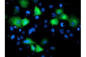 Immunofluorescence (IF) image for anti-ADP-Ribosylation Factor GTPase Activating Protein 1 (ARFGAP1) antibody (ABIN1496681) (ARFGAP1 Antikörper)
