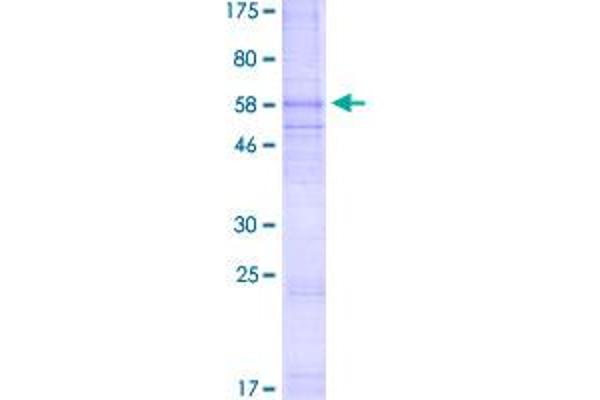 CXCR4 Protein (AA 1-352) (GST tag)