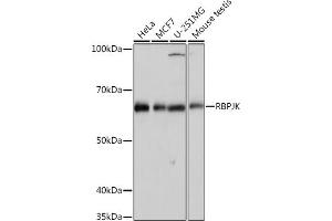 Western blot analysis of extracts of various cell lines, using RBPJK Rabbit mAb (ABIN1682563, ABIN3018511, ABIN3018512 and ABIN7101620) at 1:1000 dilution. (RBPJ Antikörper)