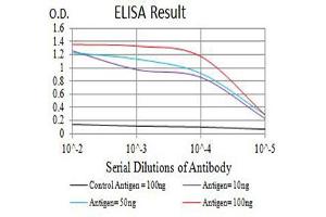 Black line: Control Antigen (100 ng),Purple line: Antigen (10 ng), Blue line: Antigen (50 ng), Red line:Antigen (100 ng) (CSF3R Antikörper  (AA 25-187))