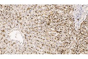 Human liver: immunohistochemical staining for CD13. (CD13 Antikörper  (C-Term, Extracellular Domain))