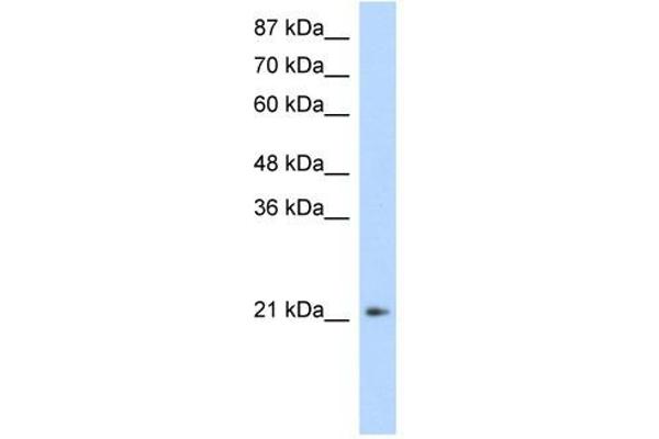 FERD3L Antikörper  (N-Term)