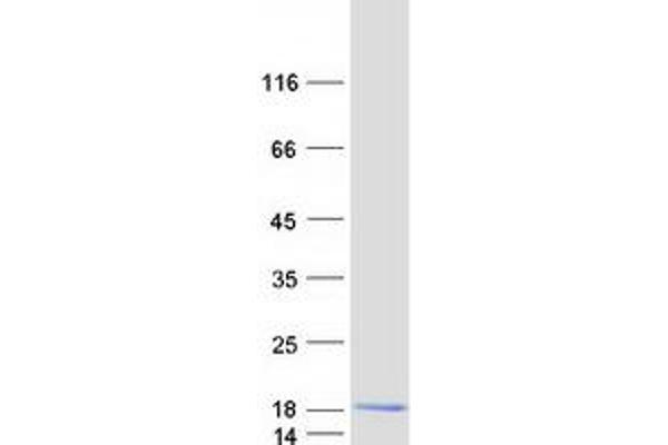 C12orf57 Protein (Myc-DYKDDDDK Tag)