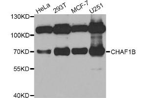 Western blot analysis of extracts of various cell lines, using CHAF1B antibody (ABIN5973690) at 1/1000 dilution. (CHAF1B Antikörper)
