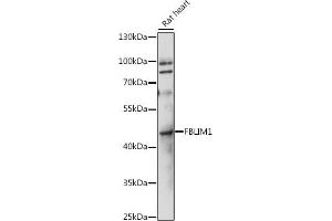 Western blot analysis of extracts of rat heart, using FBLIM1 antibody (ABIN7267208) at 1:1000 dilution. (FBLIM1 Antikörper  (AA 180-272))