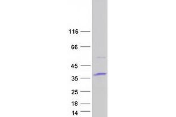 ATPAF1 Protein (Transcript Variant 1) (Myc-DYKDDDDK Tag)