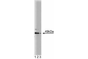 Western blot analysis of JNK/SAPK1 on PC12 cell lysate. (JNK/SAPK1 (Pan) (AA 264-415) Antikörper)