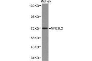 Western Blotting (WB) image for anti-Nuclear Factor (erythroid-Derived 2)-Like 2 (NFE2L2) antibody (ABIN1873893) (NRF2 Antikörper)