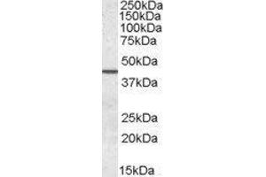 Western Blotting (WB) image for Septin 2 (SEPT2) peptide (ABIN370453) (Septin 2 (SEPT2) Peptid)