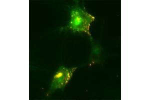 Immunocytochemistry (ICC) image for anti-HA-Tag (AA 98-108) antibody (ABIN1742498) (HA-Tag Antikörper  (AA 98-108))