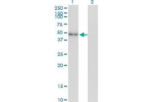 Western Blot analysis of NEUROD2 expression in transfected 293T cell line by NEUROD2 monoclonal antibody (M01), clone 3E7. (NEUROD2 Antikörper  (AA 266-375))