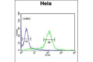 Flow cytometric analysis of Hela cells (right histogram) compared to a negative control cell (left histogram). (STIP1 Antikörper  (C-Term))