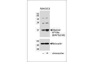 Western Blotting (WB) image for anti-Microtubule-Associated Protein 1 Light Chain 3 alpha (MAP1LC3A) (AA 89-120), (cleaved) antibody (ABIN388483)