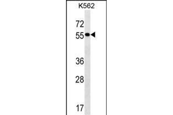 FRMD8 Antikörper  (N-Term)