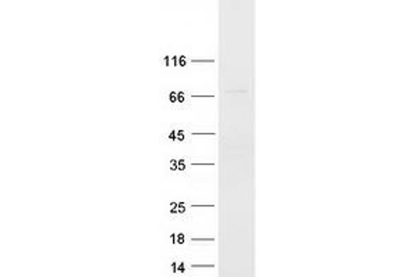 NCOA4 Protein (Transcript Variant 5) (Myc-DYKDDDDK Tag)