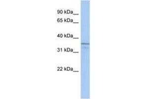 Image no. 1 for anti-Ubiquitin-Like Domain Containing CTD Phosphatase 1 (UBLCP1) (N-Term) antibody (ABIN6743667) (UBLCP1 Antikörper  (N-Term))