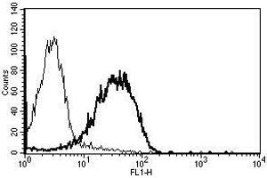 A typical staining pattern with the B-N24 monoclonal antibody of lymphocytes (CD99 Antikörper)