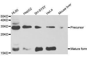 Western blot analysis of extracts of various cell lines, using NGF antibody. (Nerve Growth Factor Antikörper)