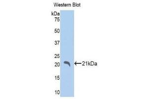 Western Blotting (WB) image for anti-Indian Hedgehog (IHH) (AA 240-399) antibody (ABIN1175999) (Indian Hedgehog Antikörper  (AA 240-399))