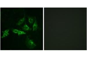 Immunofluorescence (IF) image for anti-Gonadotropin-Releasing Hormone Receptor (GNRHR) (AA 41-90) antibody (ABIN2890834) (GNRHR Antikörper  (AA 41-90))