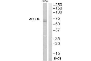 Western blot analysis of extracts from HepG2 cells, using ABCD4 antibody. (ABCD4 Antikörper  (Internal Region))