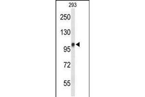 Western blot analysis of DDX23 Antibody in 293 cell line lysates (35ug/lane) (DDX23 Antikörper  (AA 248-277))
