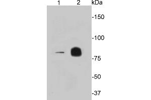 Lane 1: U937, Lane 2: Raji cell lysate probed with PIK3R1 (9B3) Monoclonal Antibody  at 1:1000 overnight at 4˚C. (PIK3R1 Antikörper)