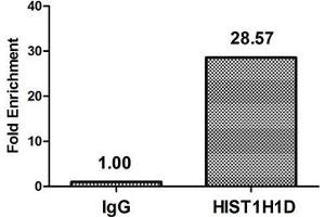 Chromatin Immunoprecipitation Hela (4*10 6 ) were treated with Micrococcal Nuclease, sonicated, and immunoprecipitated with 5 μg anti-HIST1H1D (ABIN7139626) or a control normal rabbit IgG. (Histone H1.3 Antikörper  (pThr179))