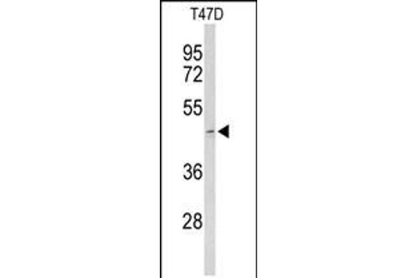 Achaete-scute complex protein T5 (AC) (AA 99-127) Antikörper