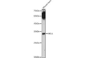 Western blot analysis of extracts of Mouse heart, using MGLL antibody (ABIN6128306, ABIN6143823, ABIN6143824 and ABIN6222352) at 1:1000 dilution. (MGLL Antikörper  (AA 1-303))