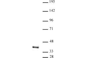 ATF1 antibody (pAb) tested by Western blot. (AFT1 Antikörper  (C-Term))