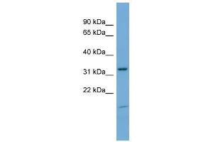 NEGR1 antibody used at 0. (NEGR1 Antikörper  (N-Term))