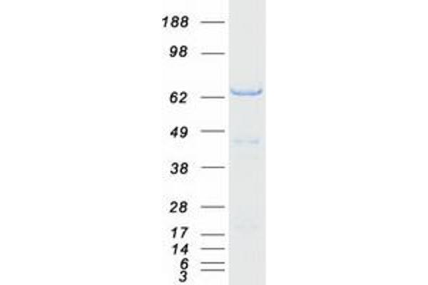 GORASP1 Protein (Myc-DYKDDDDK Tag)