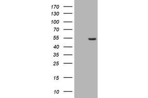 Image no. 1 for anti-CD4 (CD4) antibody (ABIN1497299) (CD4 Antikörper)