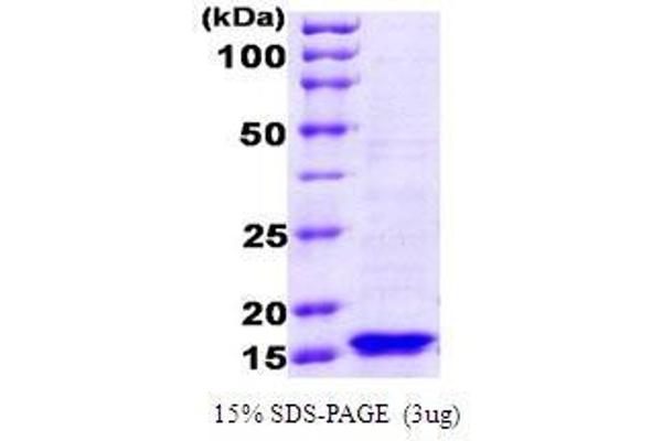 FURIN Protein (AA 1-148)