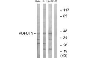 Western Blotting (WB) image for anti-Protein O-Fucosyltransferase 1 (POFUT1) (AA 331-380) antibody (ABIN2890343) (POFUT1 Antikörper  (AA 331-380))