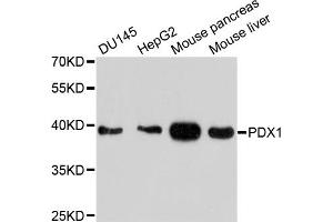 Western blot analysis of extracts of various cell lines, using PDX1 antibody (ABIN4904723) at 1:1000 dilution. (PDX1 Antikörper)