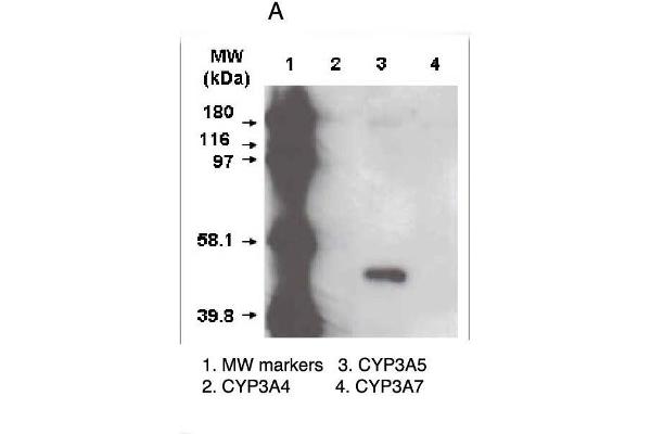 CYP3A5 Antikörper  (C-Term)