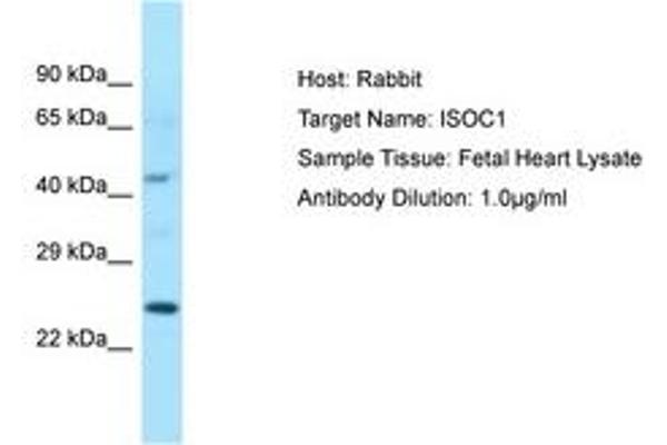 ISOC1 Antikörper  (C-Term)