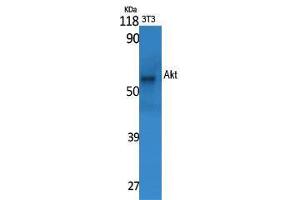 Western Blot (WB) analysis of specific cells using Akt Polyclonal Antibody. (AKT1 Antikörper  (Ser13))